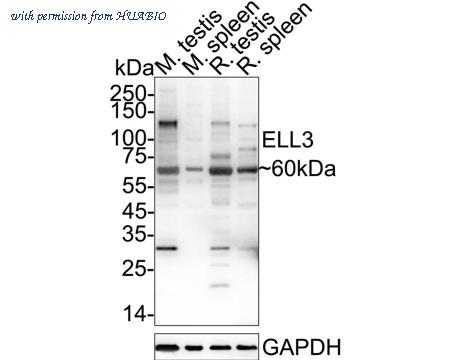 HUABIO HA500564 image 1