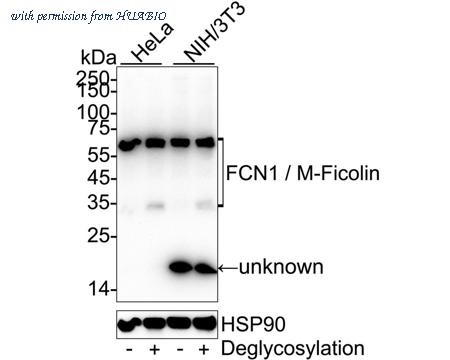 HUABIO HA500567 image 1