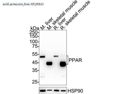 HUABIO HA500569 image 1