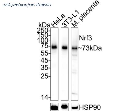 HUABIO HA500570 image 1