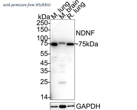 HUABIO HA500571 image 1