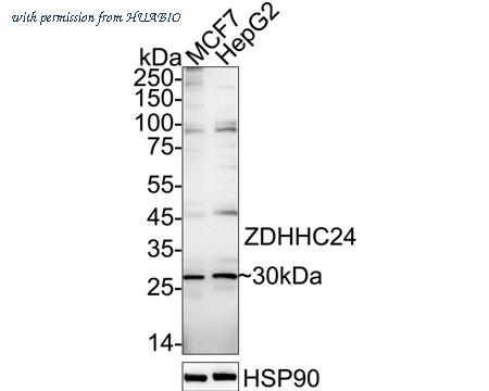 HUABIO HA500572 image 1