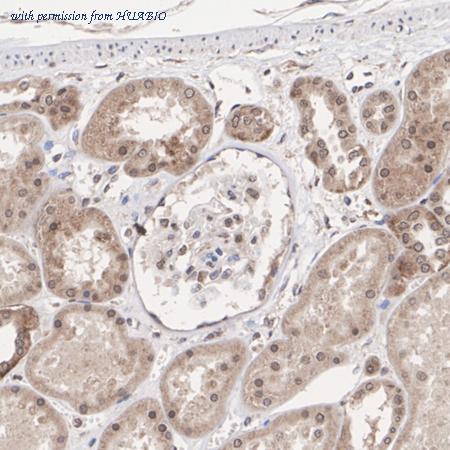 HUABIO HA500572 image 3