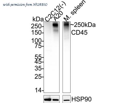 HUABIO HA500575 image 1