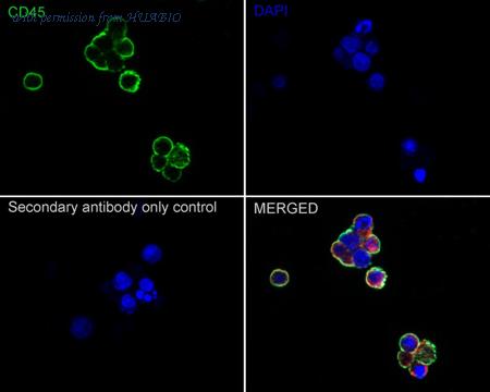 HUABIO HA500575 image 2