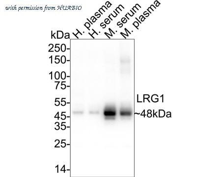 HUABIO HA500576 image 1