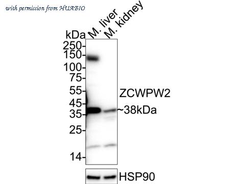 HUABIO HA500579 image 1