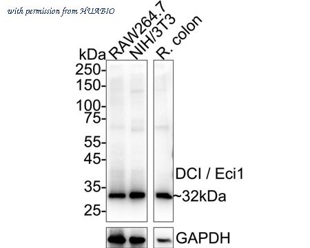 HUABIO HA500581 image 1