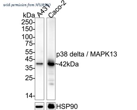 HUABIO HA500582 image 1