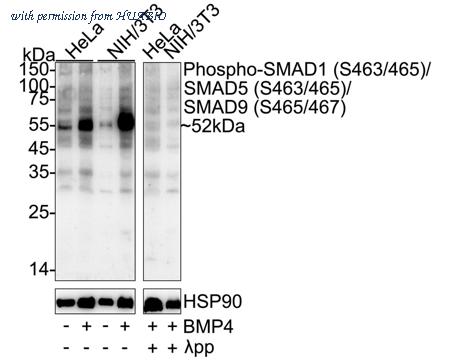 HUABIO HA500583 image 1