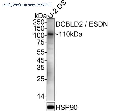 HUABIO HA500585 image 1