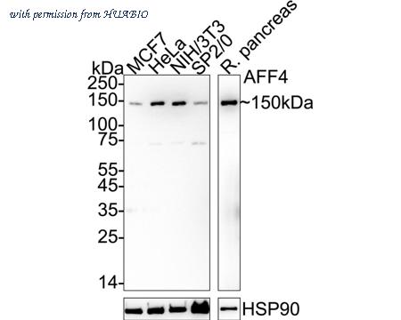HUABIO HA500590 image 1
