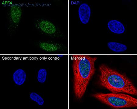 HUABIO HA500590 image 2