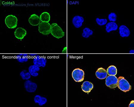 HUABIO HA500591 image 2