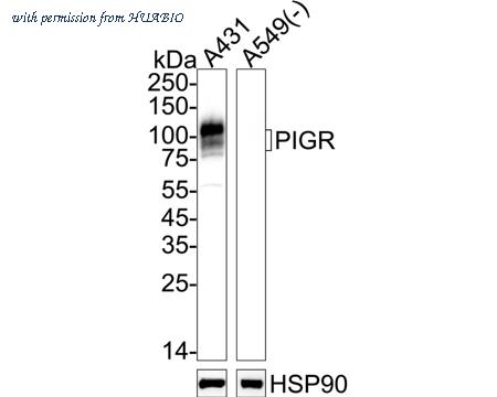 HUABIO HA500593 image 1