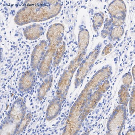 HUABIO HA500593 image 3