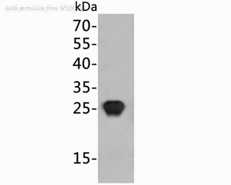 HUABIO HA600010-50UL image 3