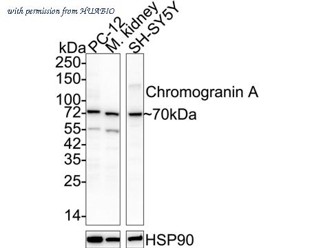 HUABIO HA600016 image 1