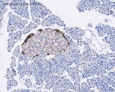 HUABIO HA600016 image 3