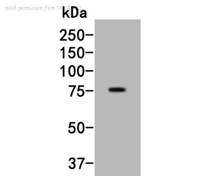 HUABIO HA600017 image 1