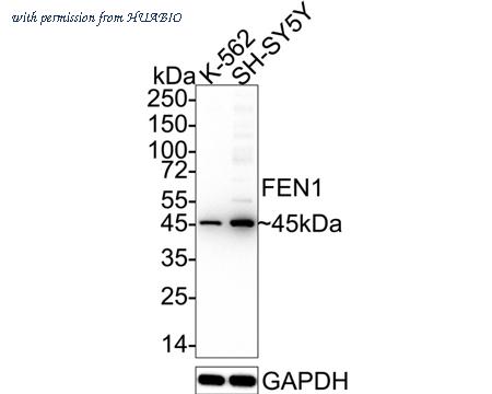 HUABIO HA600025 image 1