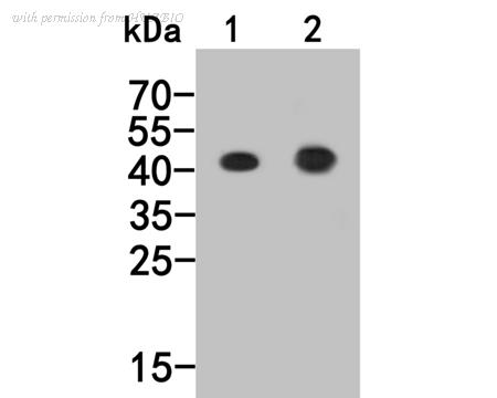 HUABIO HA600025 image 2