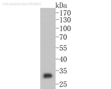 HUABIO HA600028 image 1