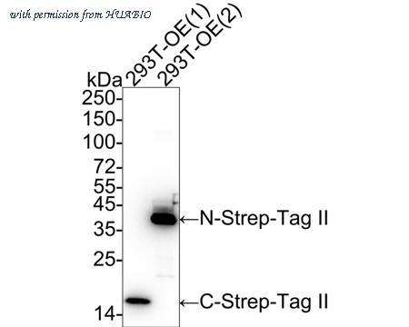 HUABIO HA600037-50UL image 1