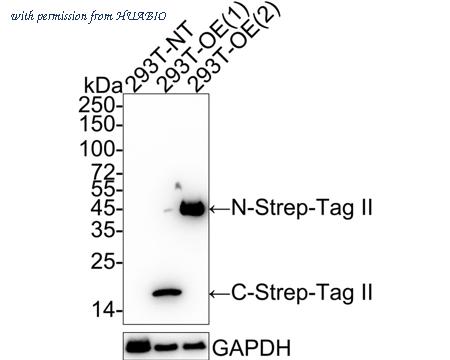HUABIO HA600038-50UL image 1