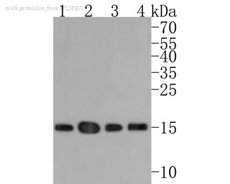 HUABIO HA600047-50UL image 2