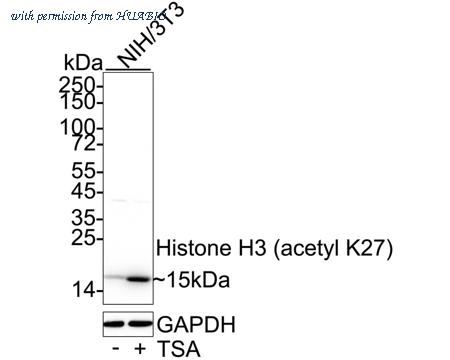 HUABIO HA600048 image 1