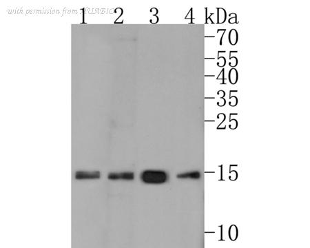 HUABIO HA600048 image 2