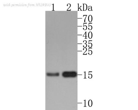 HUABIO HA600048 image 3