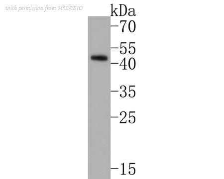 HUABIO HA600049 image 1