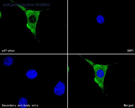 HUABIO HA600049 image 3