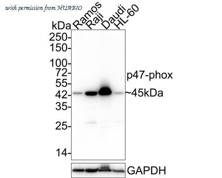 HUABIO HA600050 image 1