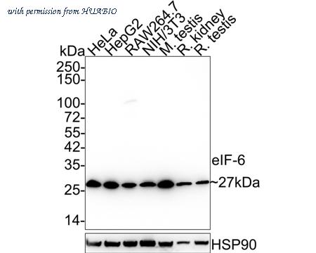 HUABIO HA600051 image 1