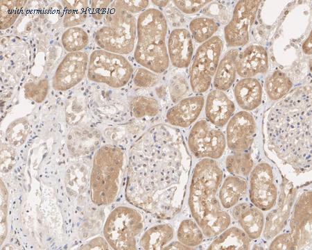 HUABIO HA600051 image 3