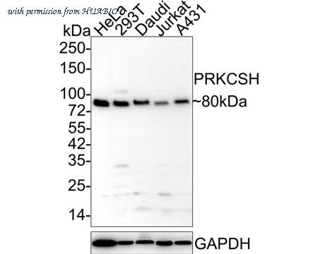 HUABIO HA600054 image 1