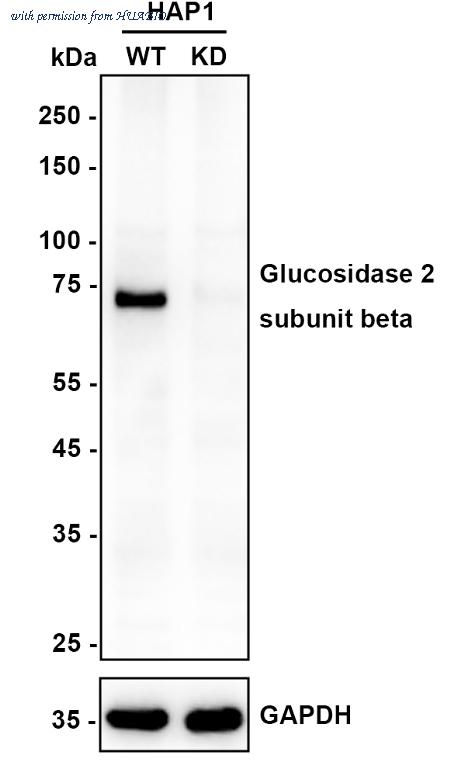 HUABIO HA600054 image 2