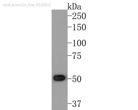 HUABIO HA600066 image 1