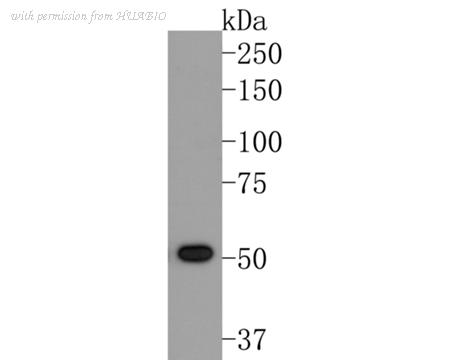 HUABIO HA600067 image 1