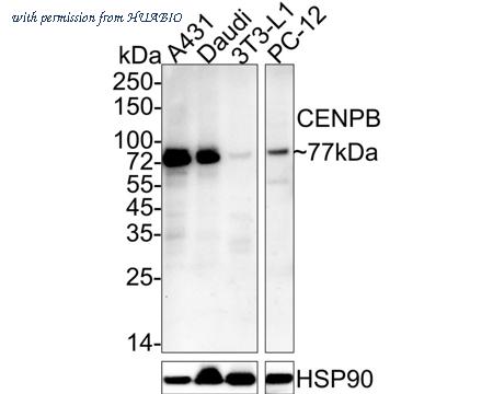 HUABIO HA600071 image 1