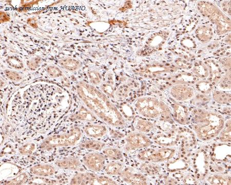 HUABIO HA600071 image 3