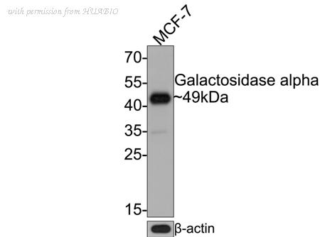HUABIO HA600088 image 1