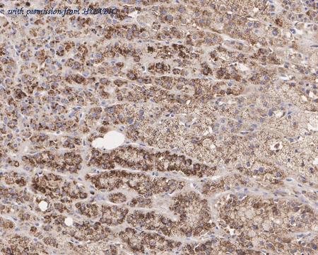 HUABIO HA600088 image 2