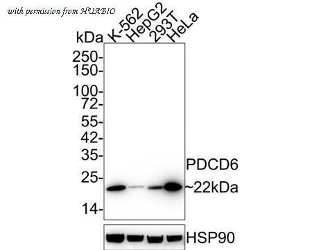 HUABIO HA600092 image 1