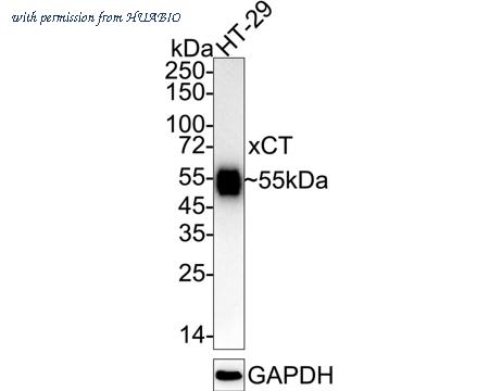 HUABIO HA600098-50UL image 1