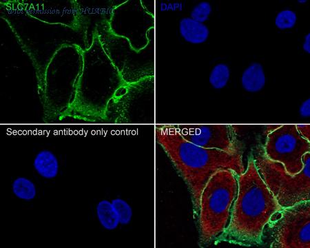 HUABIO HA600098-50UL image 3