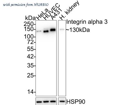 HUABIO HA600100 image 1